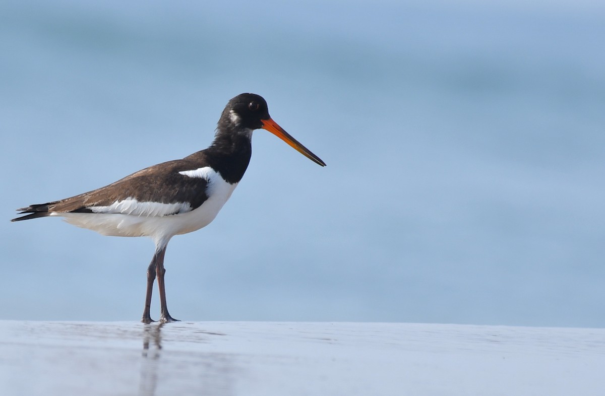 Eurasian Oystercatcher - ML641769176