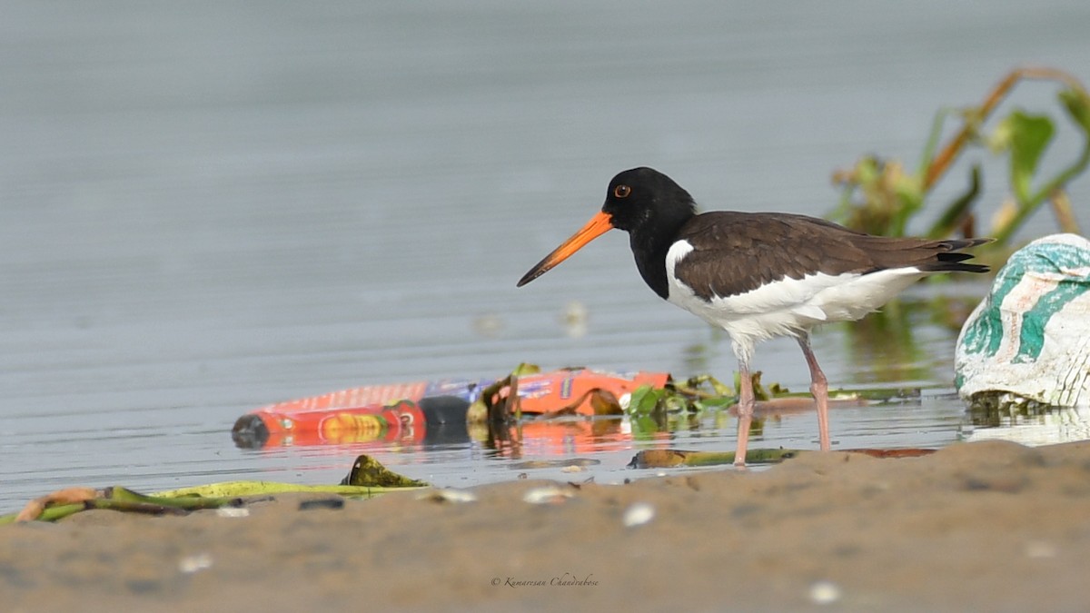 Eurasian Oystercatcher - ML641769195