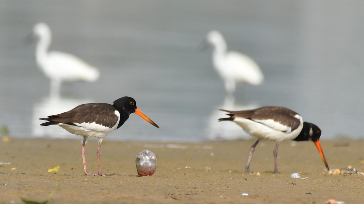 Eurasian Oystercatcher - ML641769196