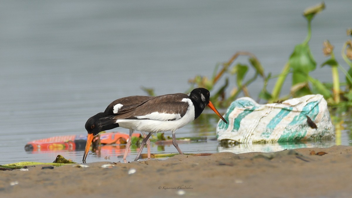 Eurasian Oystercatcher - ML641769197