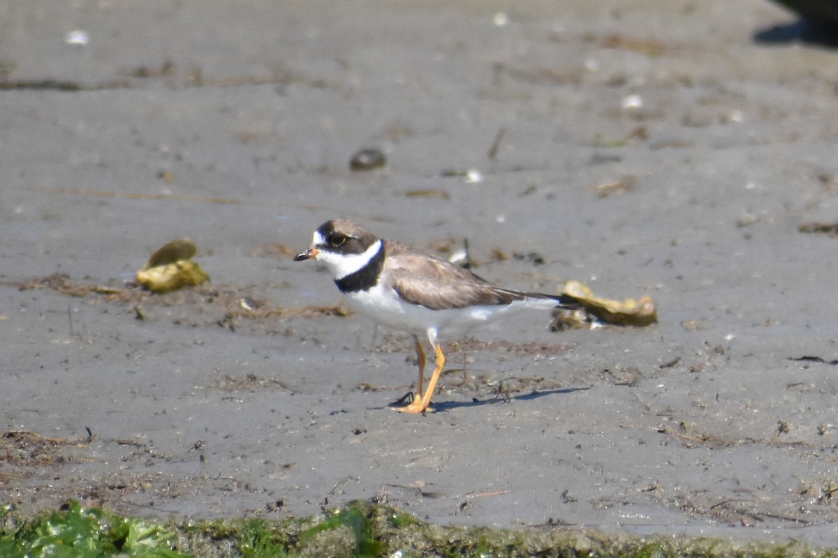 Semipalmated Plover - ML641769199