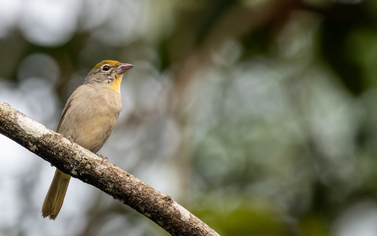 Rose-throated Tanager - ML641769202