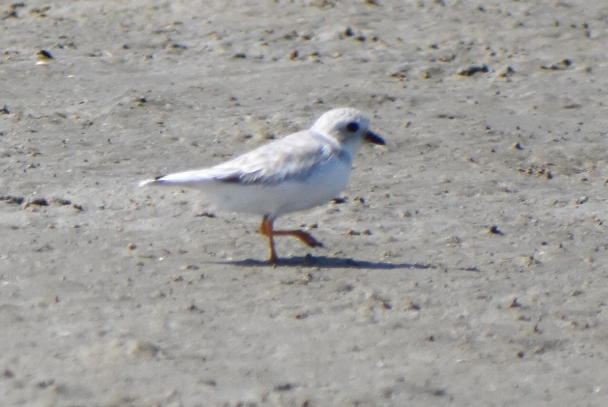 Piping Plover - ML641769205