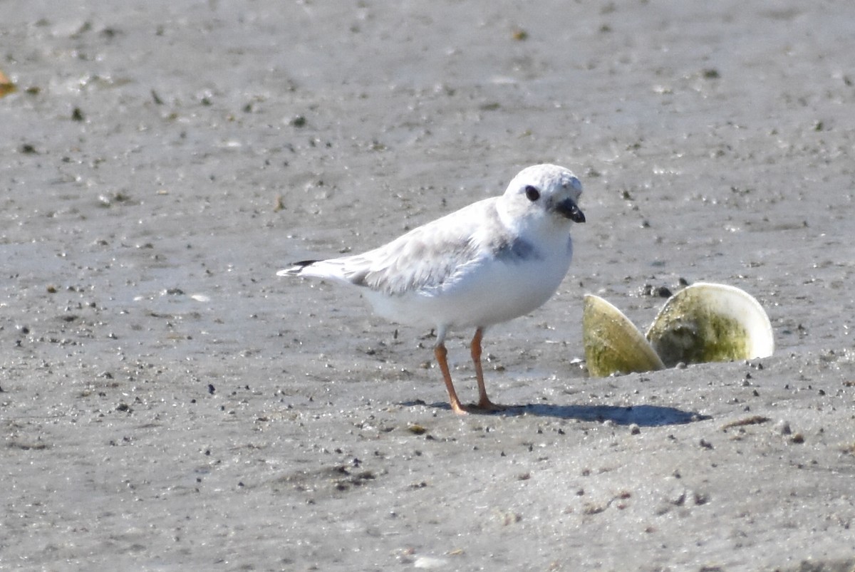 Piping Plover - ML641769206