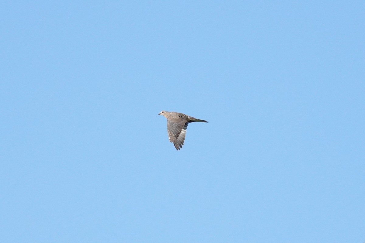 Mourning Dove - ML641769231