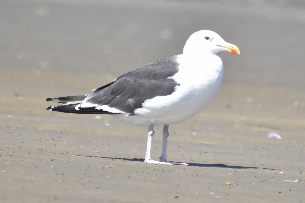 Great Black-backed Gull - ML641769232