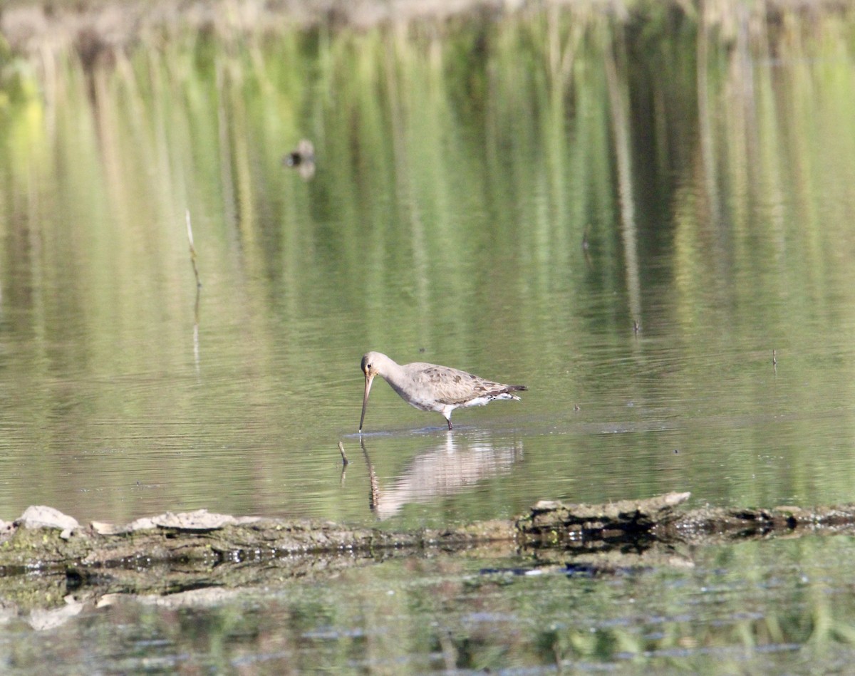 Hudsonian Godwit - ML641769239