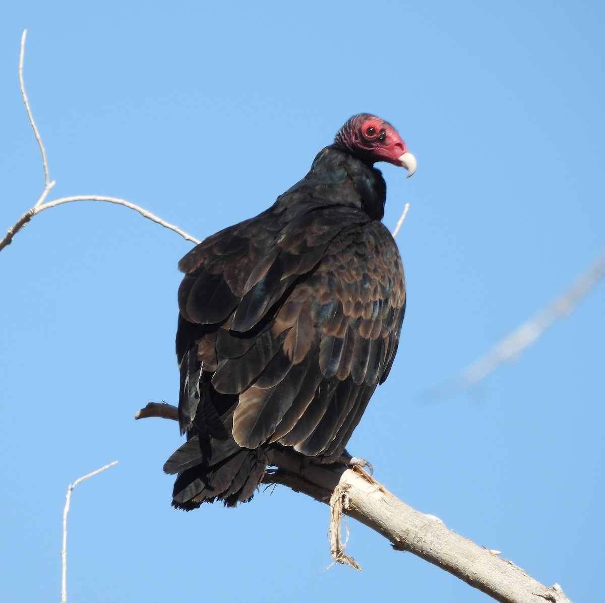 Turkey Vulture - ML641769252