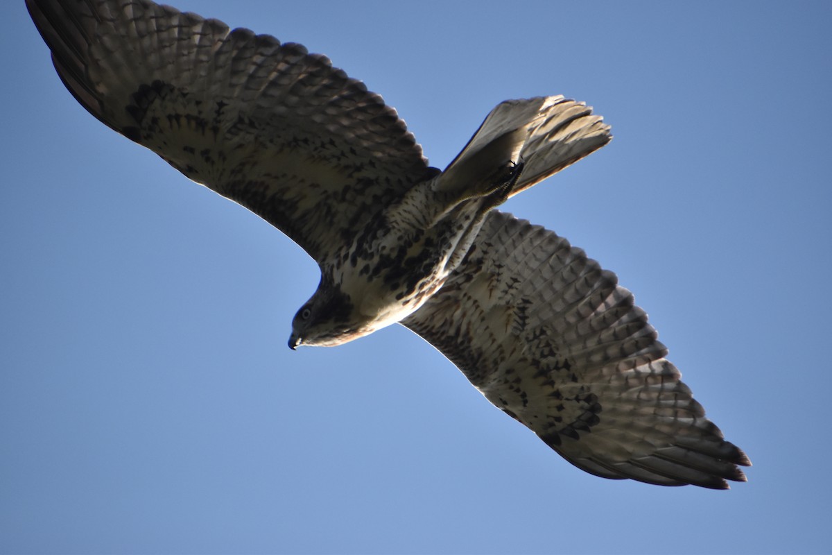 Red-tailed Hawk - ML641769253