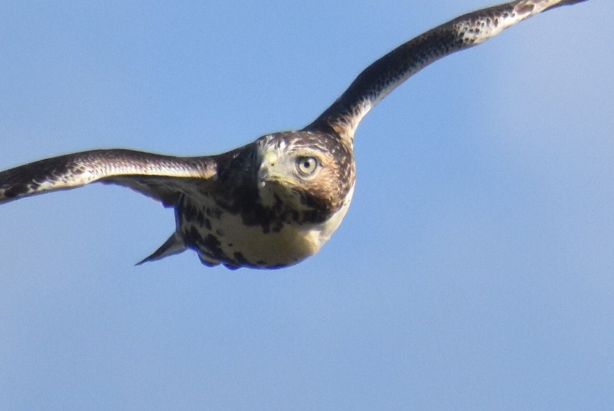 Red-tailed Hawk - ML641769258