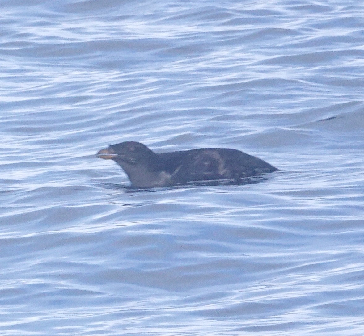 Rhinoceros Auklet - ML641769330
