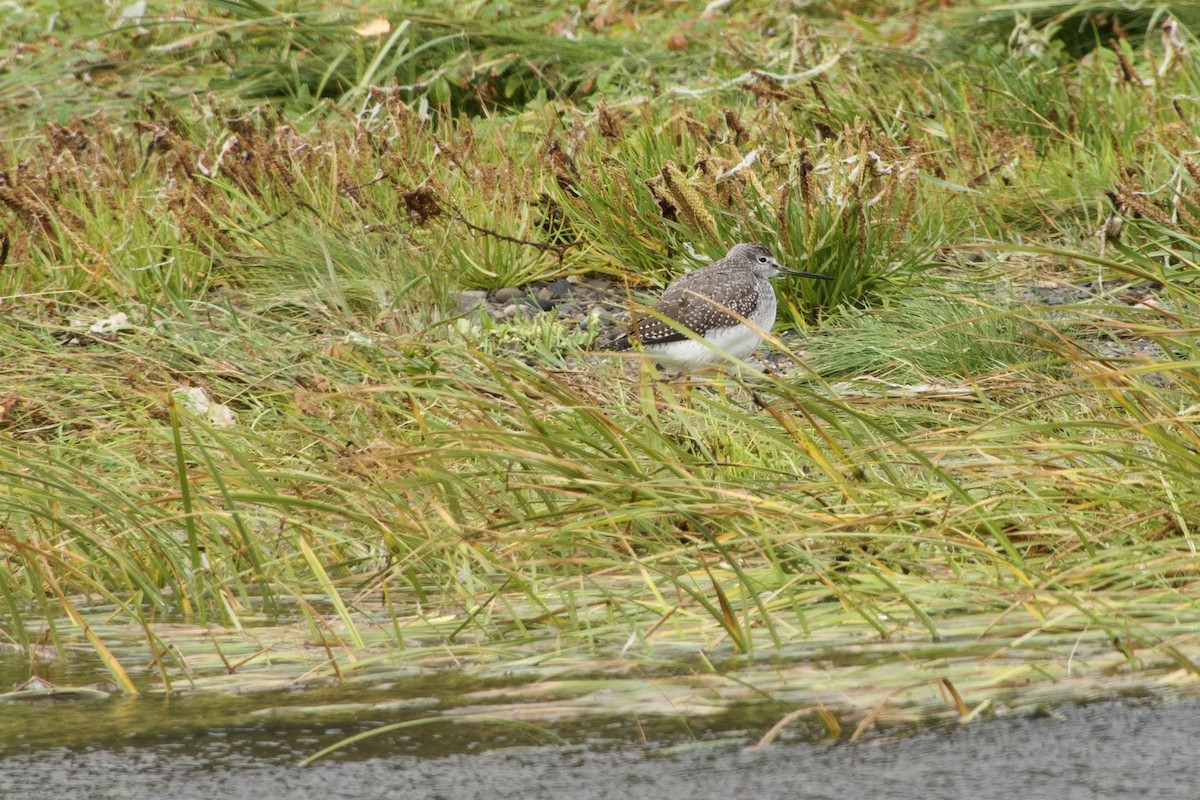 Greater Yellowlegs - ML641769334