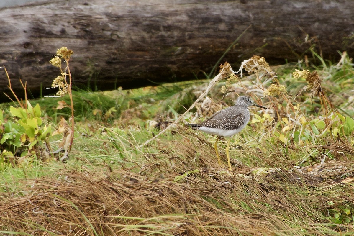 Greater Yellowlegs - ML641769347