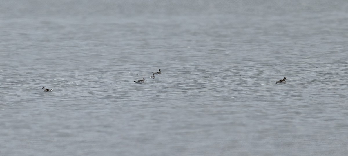 Red-necked Phalarope - ML641769371