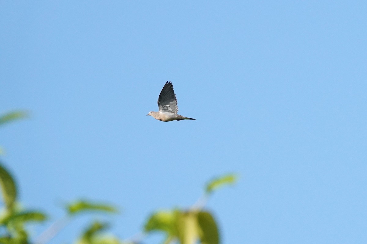 Mourning Dove - ML641769379