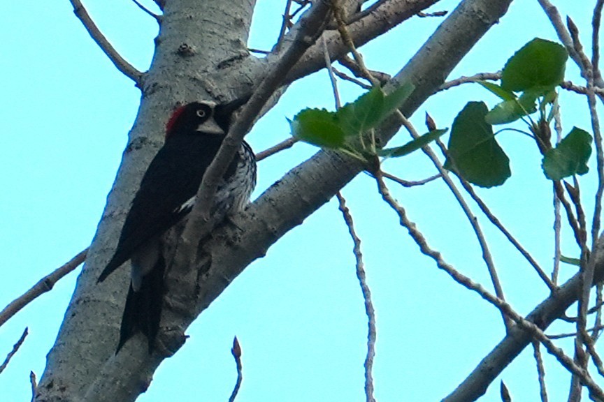 Acorn Woodpecker - ML641769385