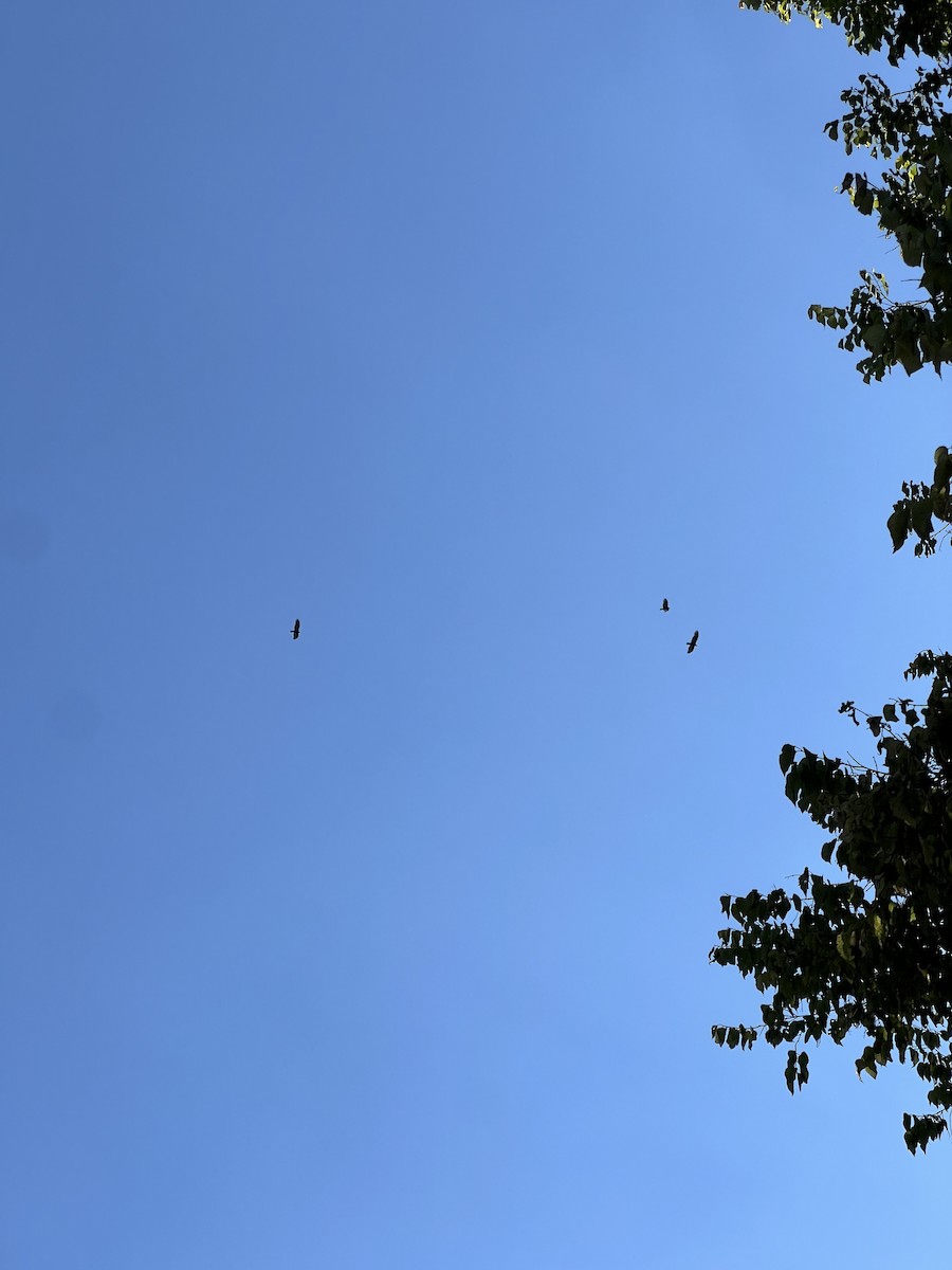 Turkey Vulture - ML641769397