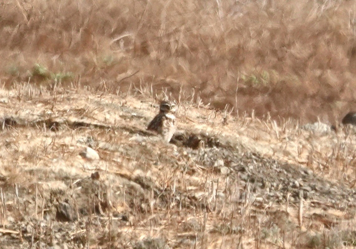 Burrowing Owl - ML641769399