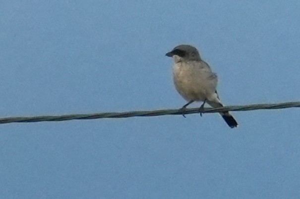 Loggerhead Shrike - ML641769402