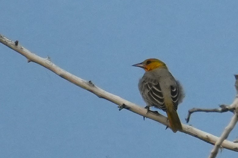 Bullock's Oriole - ML641769416