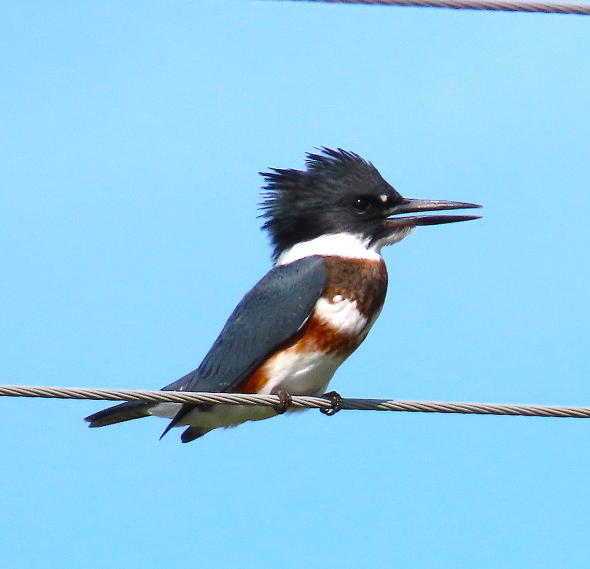 Belted Kingfisher - ML641769484