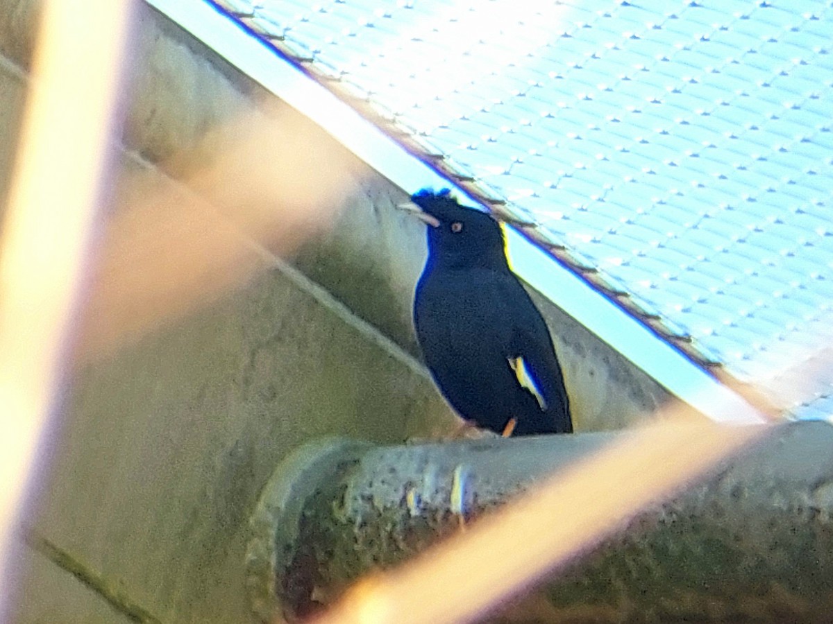 Crested Myna - ML641769487