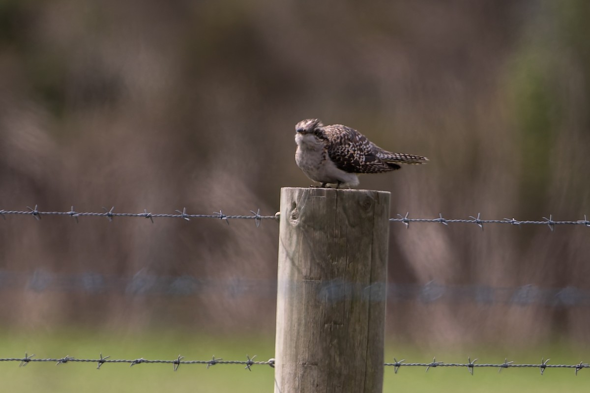 Pallid Cuckoo - ML641769490