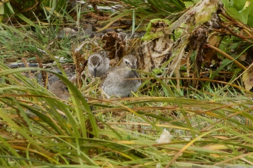 Pectoral Sandpiper - ML641769492