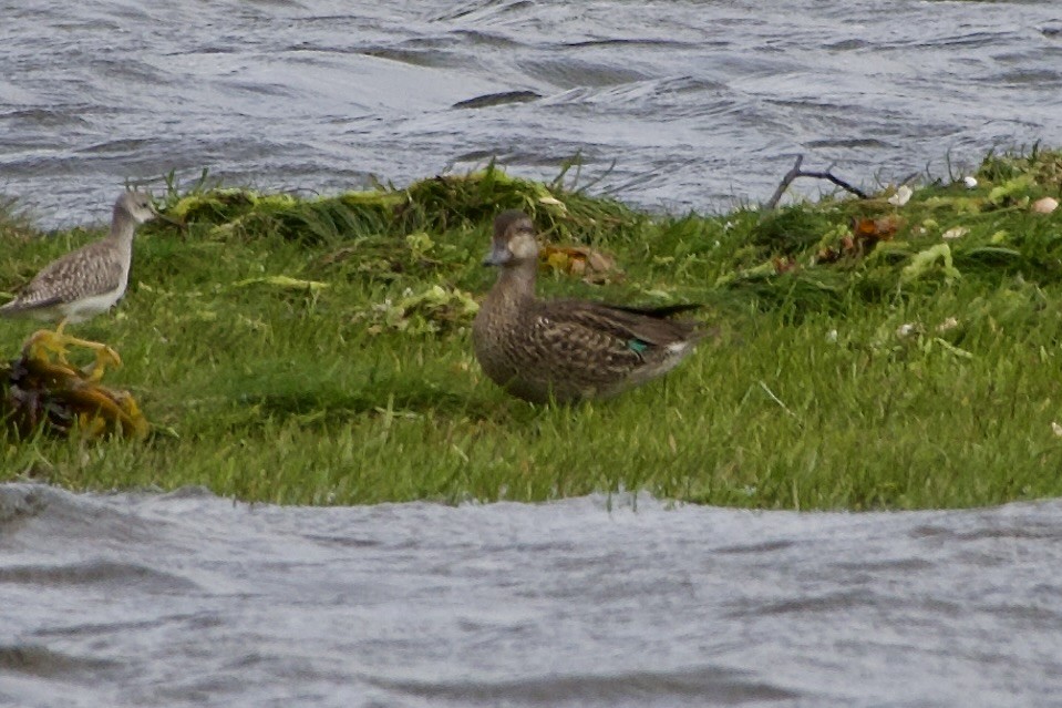 Green-winged Teal - ML641769514