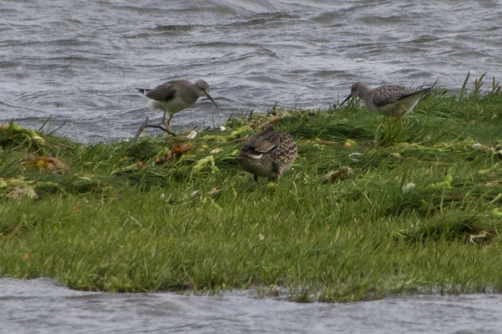 Greater Yellowlegs - ML641769522