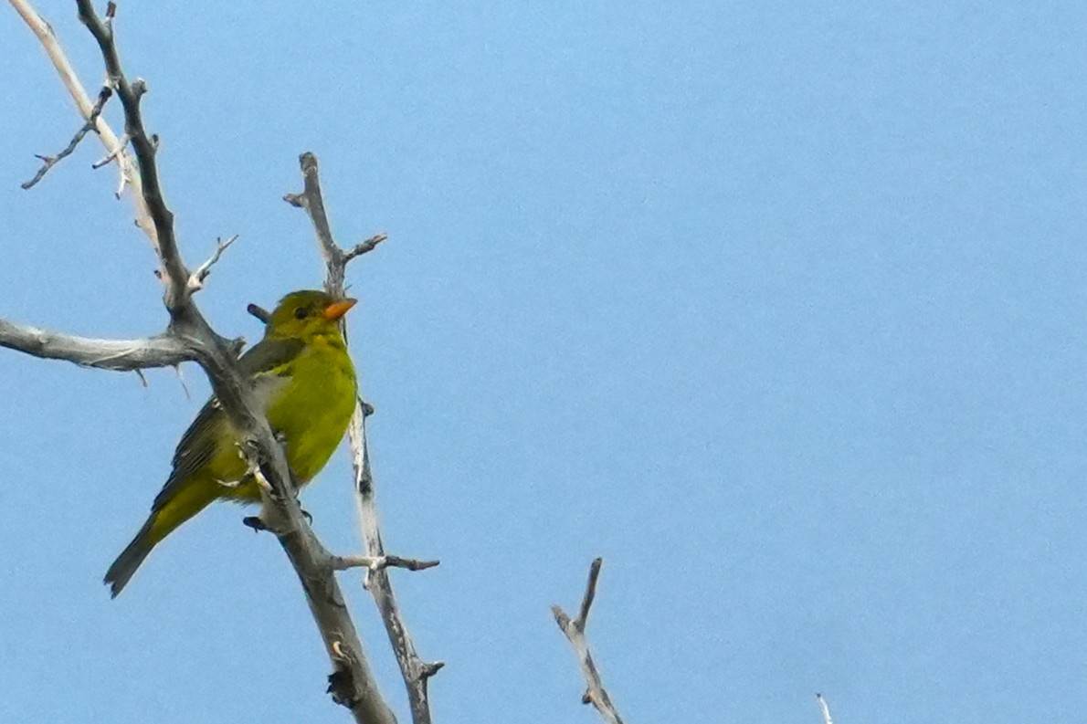 Western Tanager - ML641769524