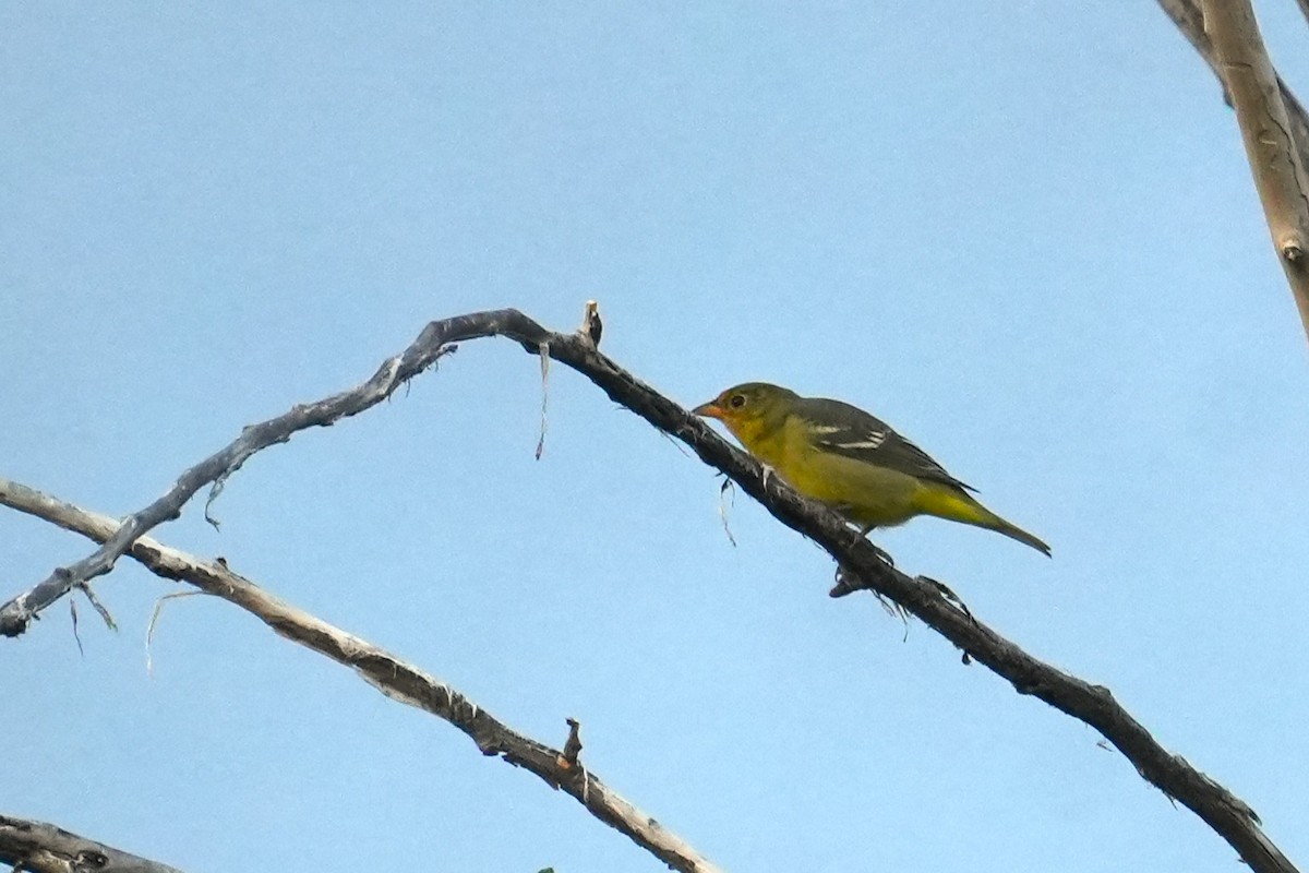 Western Tanager - ML641769525