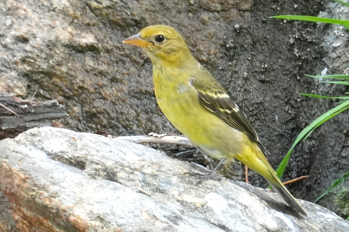Western Tanager - ML641769526