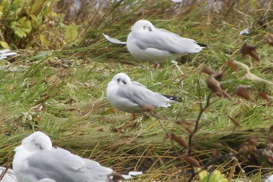 Black-headed Gull - ML641769527