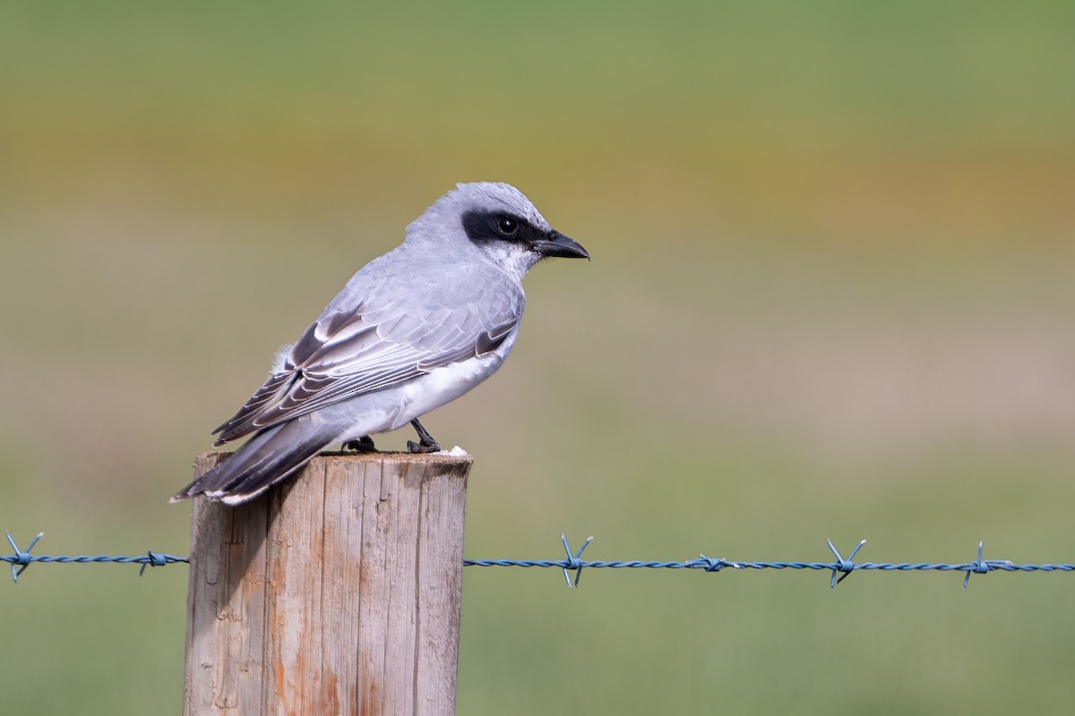 Black-faced Cuckooshrike - ML641769539