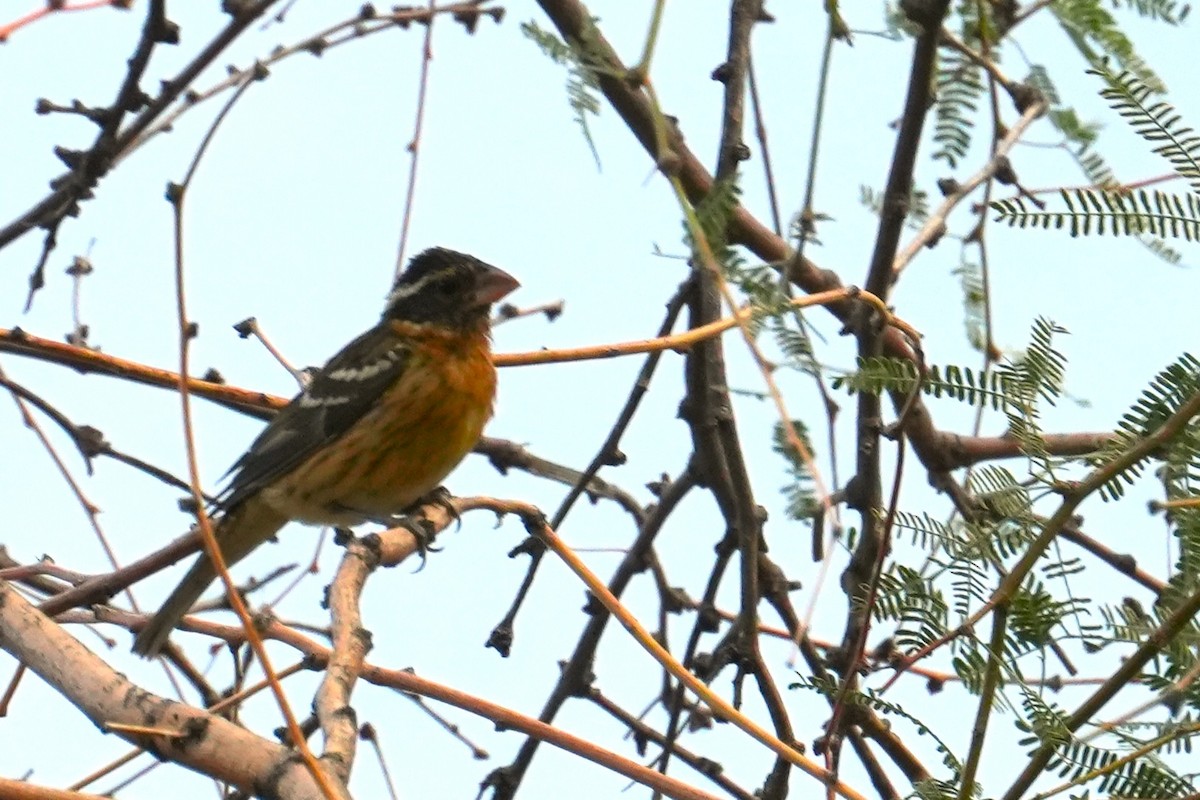 Black-headed Grosbeak - ML641769540