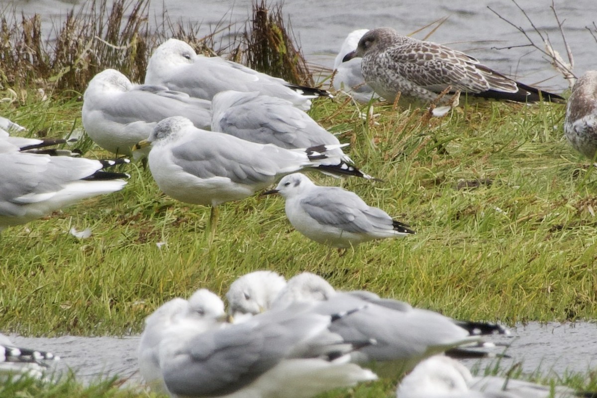 Black-headed Gull - ML641769543
