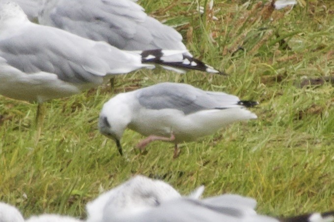 Bonaparte's Gull - ML641769545