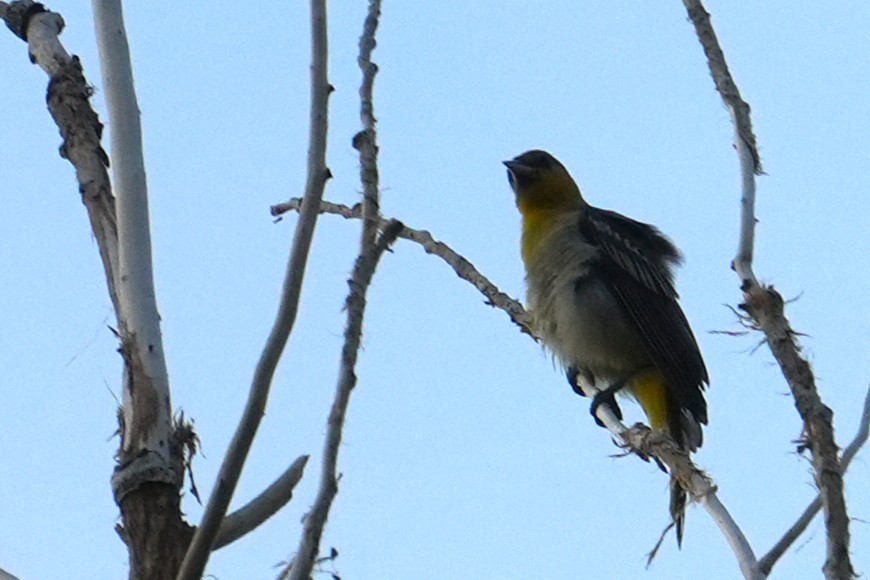Bullock's Oriole - ML641769559