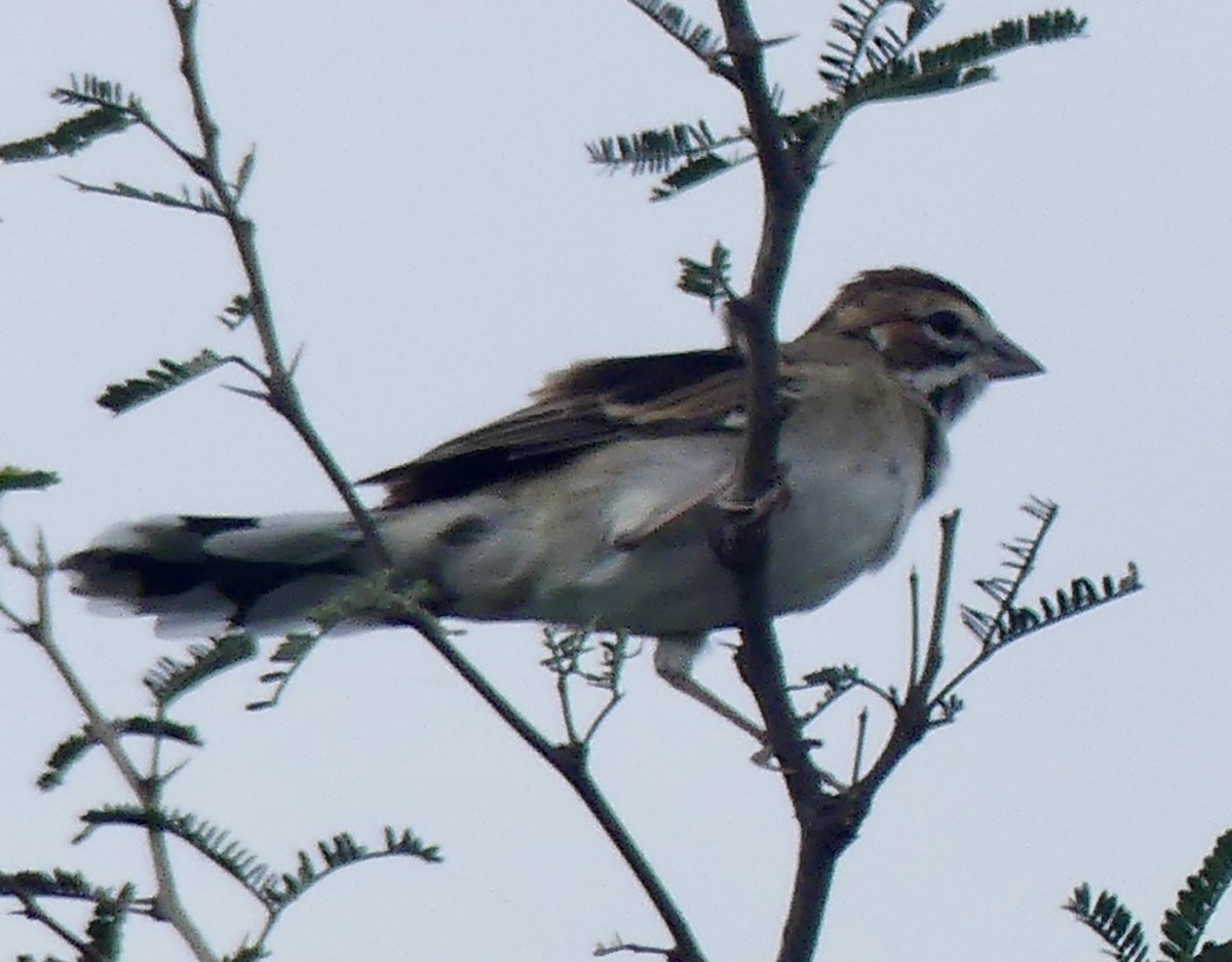 Lark Sparrow - ML641769562