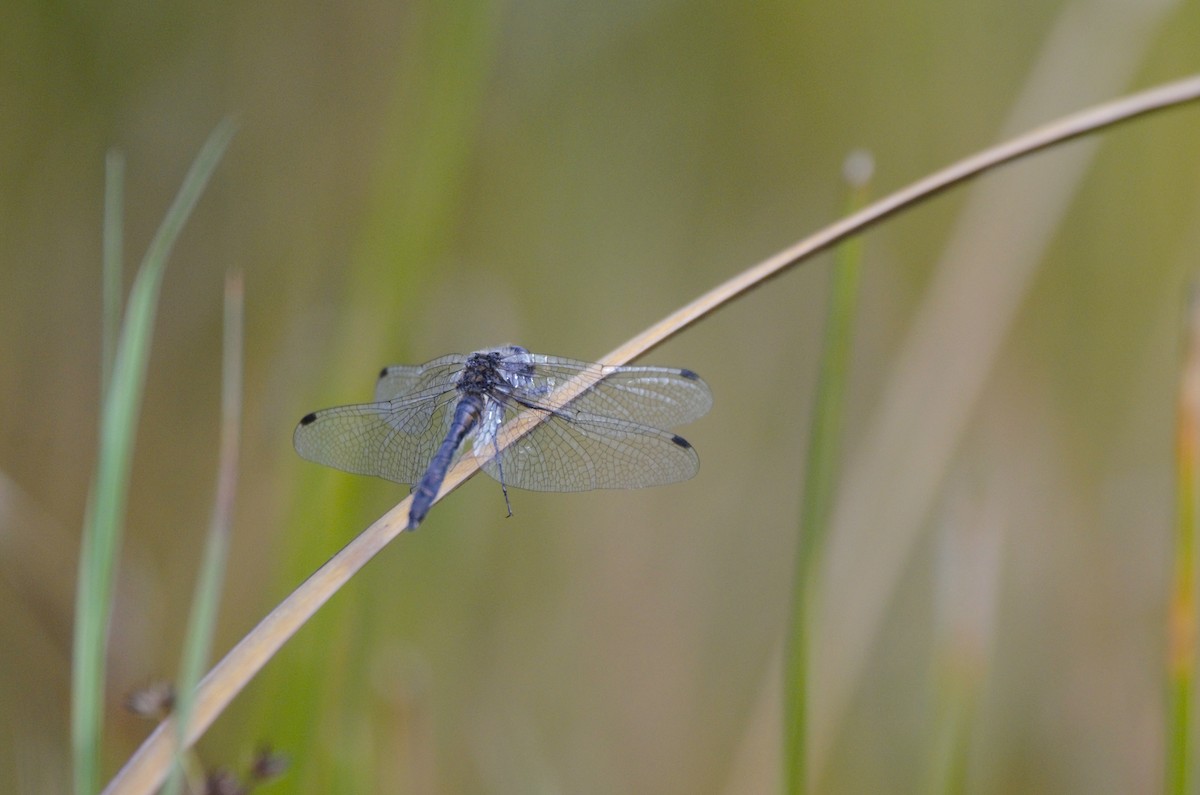 Black Meadowhawk - ML641769567