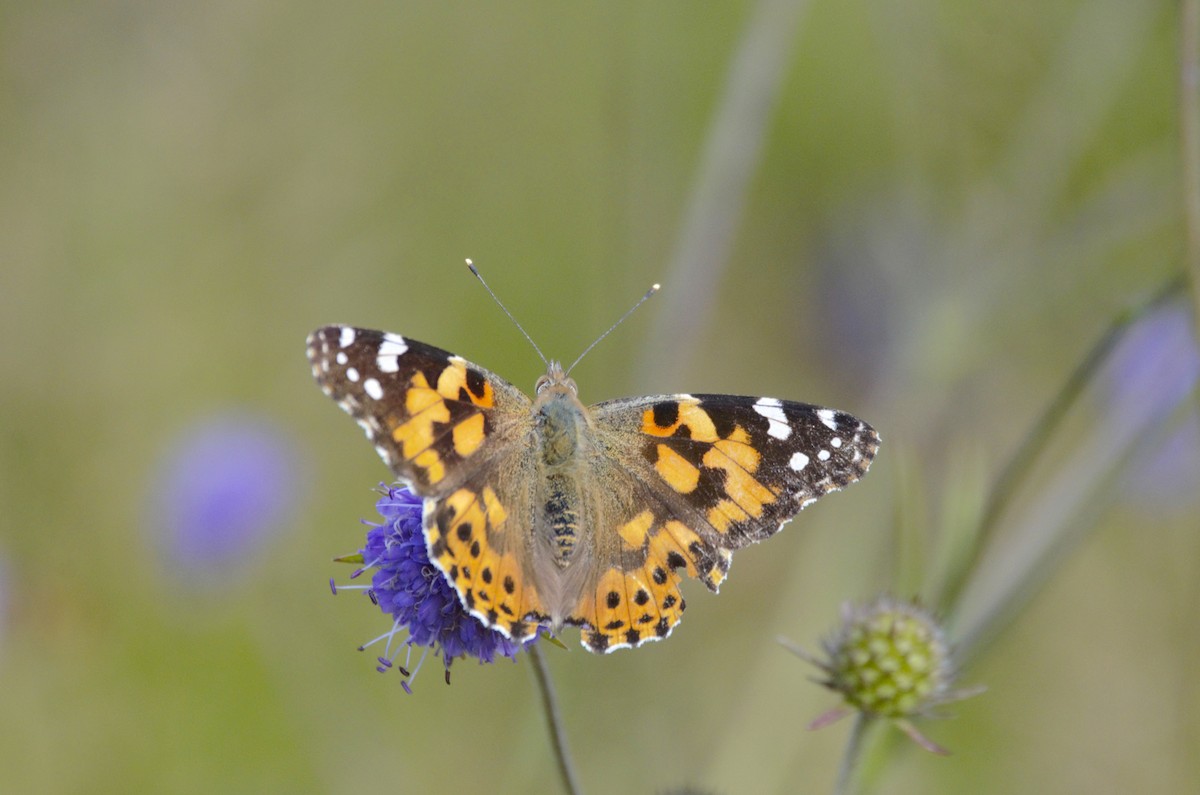 Painted Lady - ML641769576