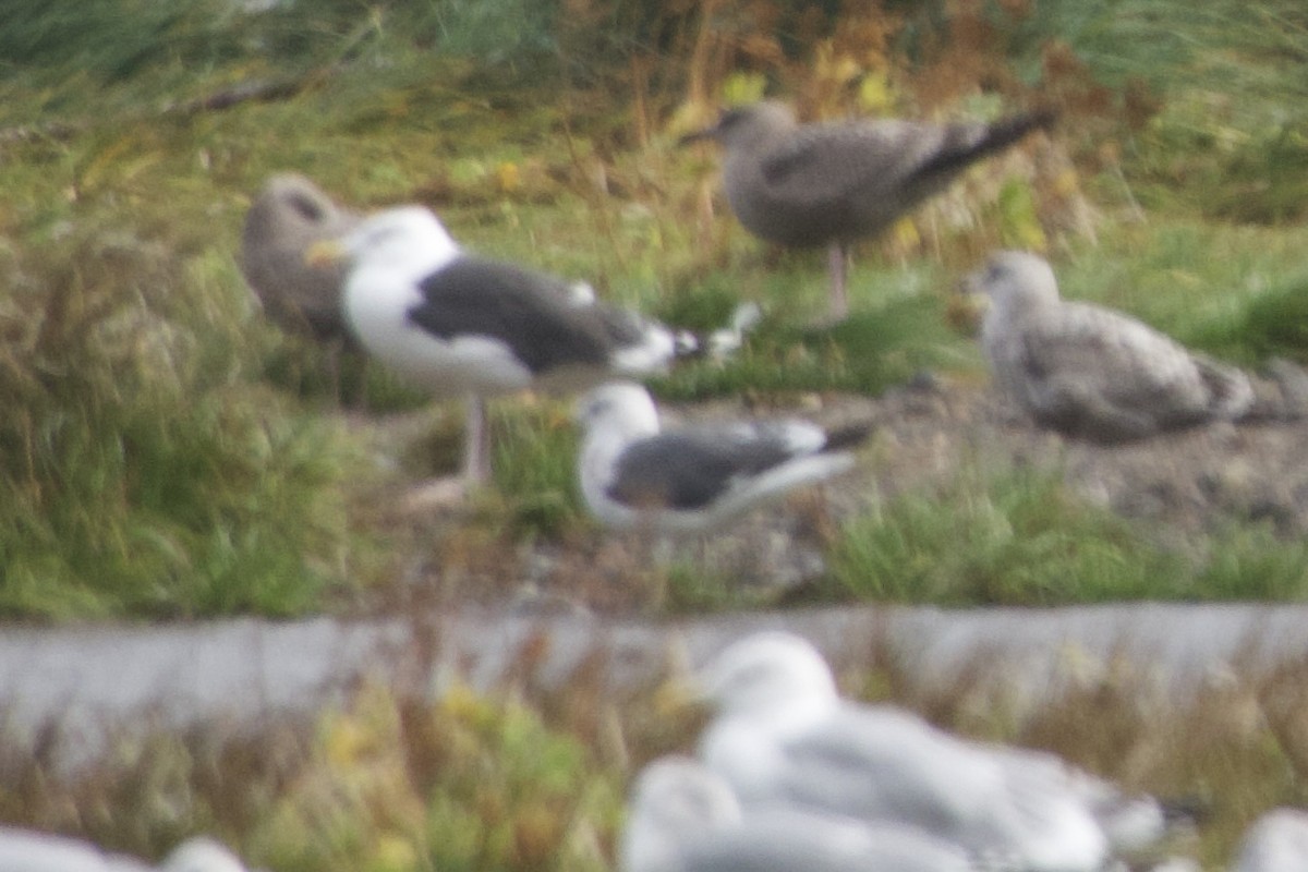 Lesser Black-backed Gull - ML641769585