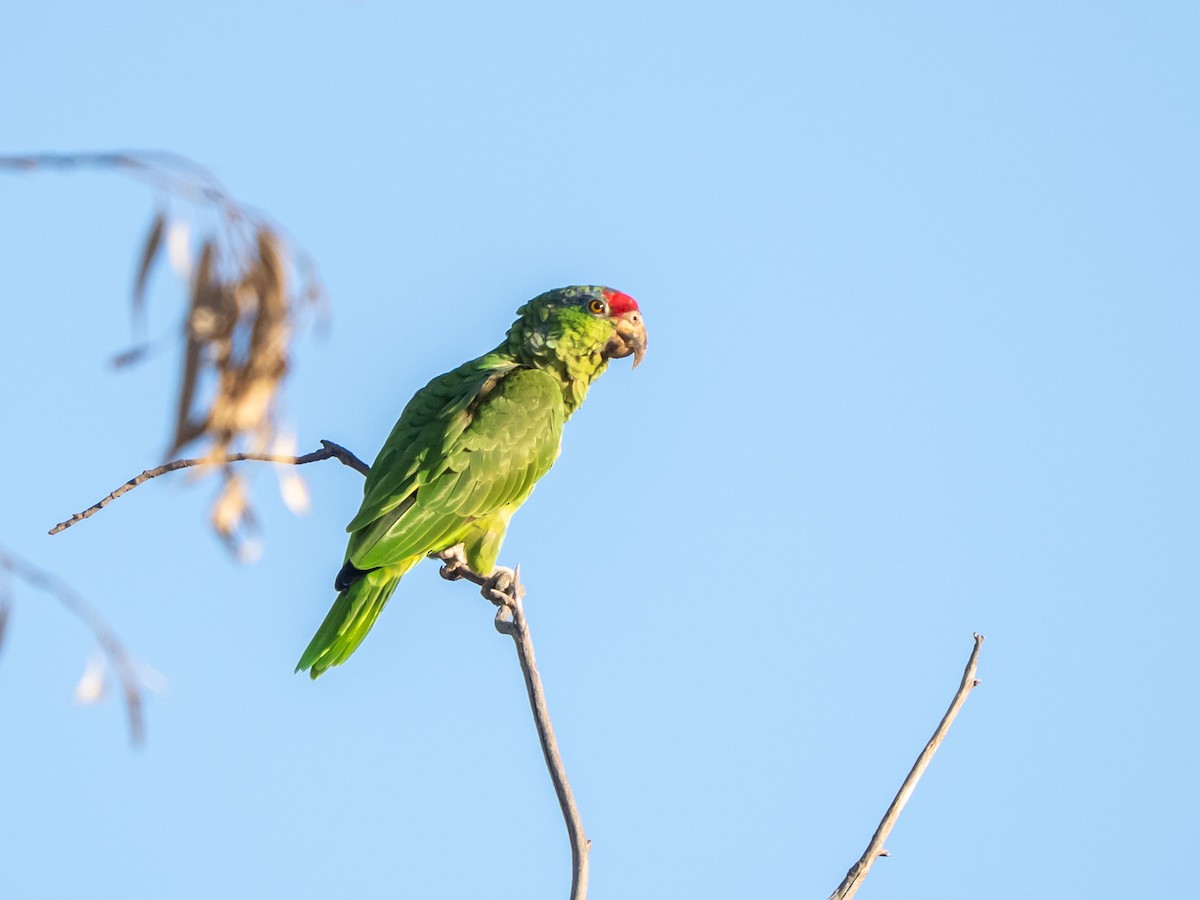 メキシコアカボウシインコ - ML641769598