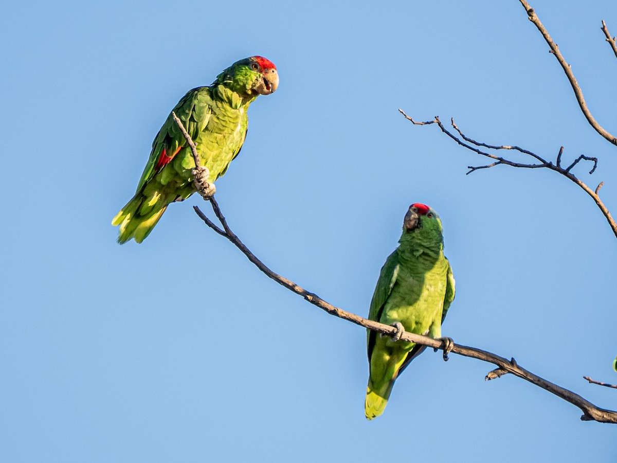 メキシコアカボウシインコ - ML641769599
