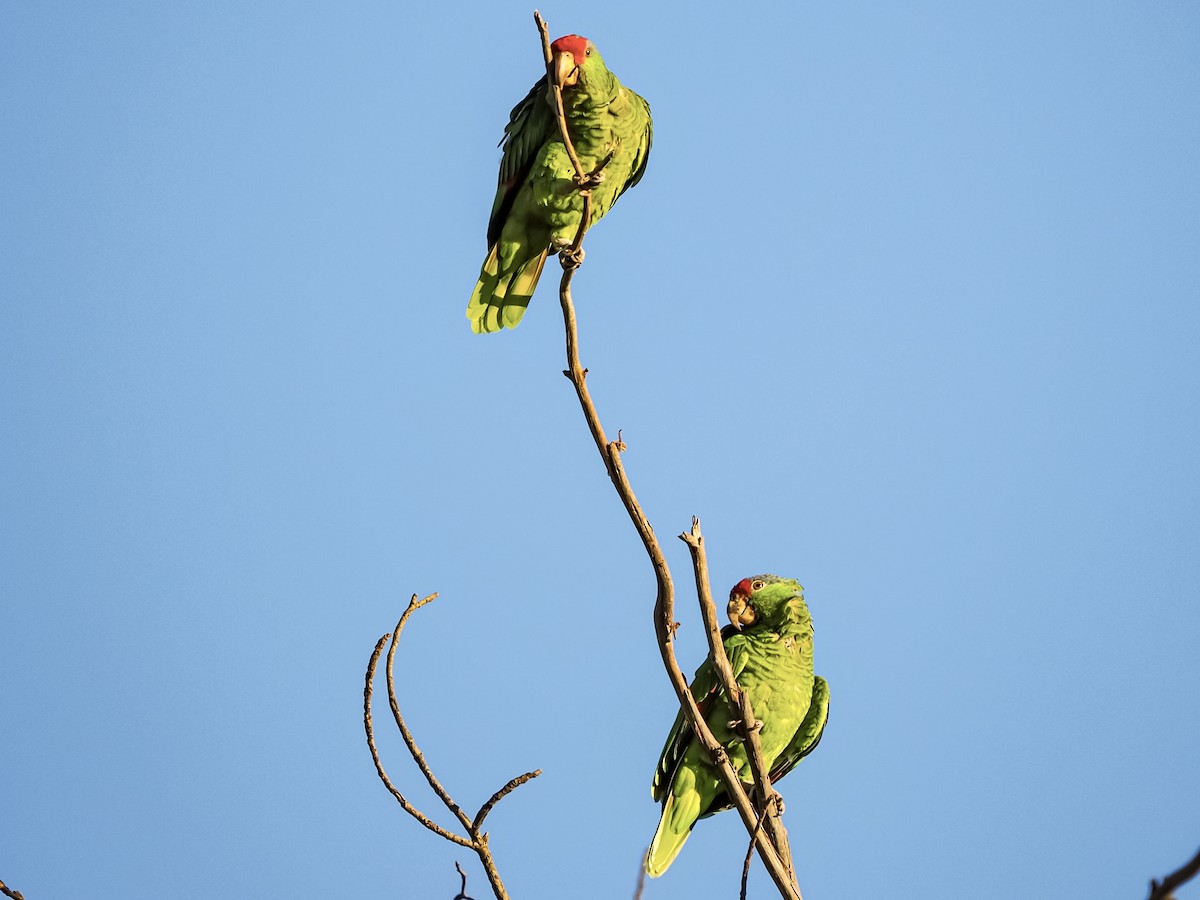 メキシコアカボウシインコ - ML641769600