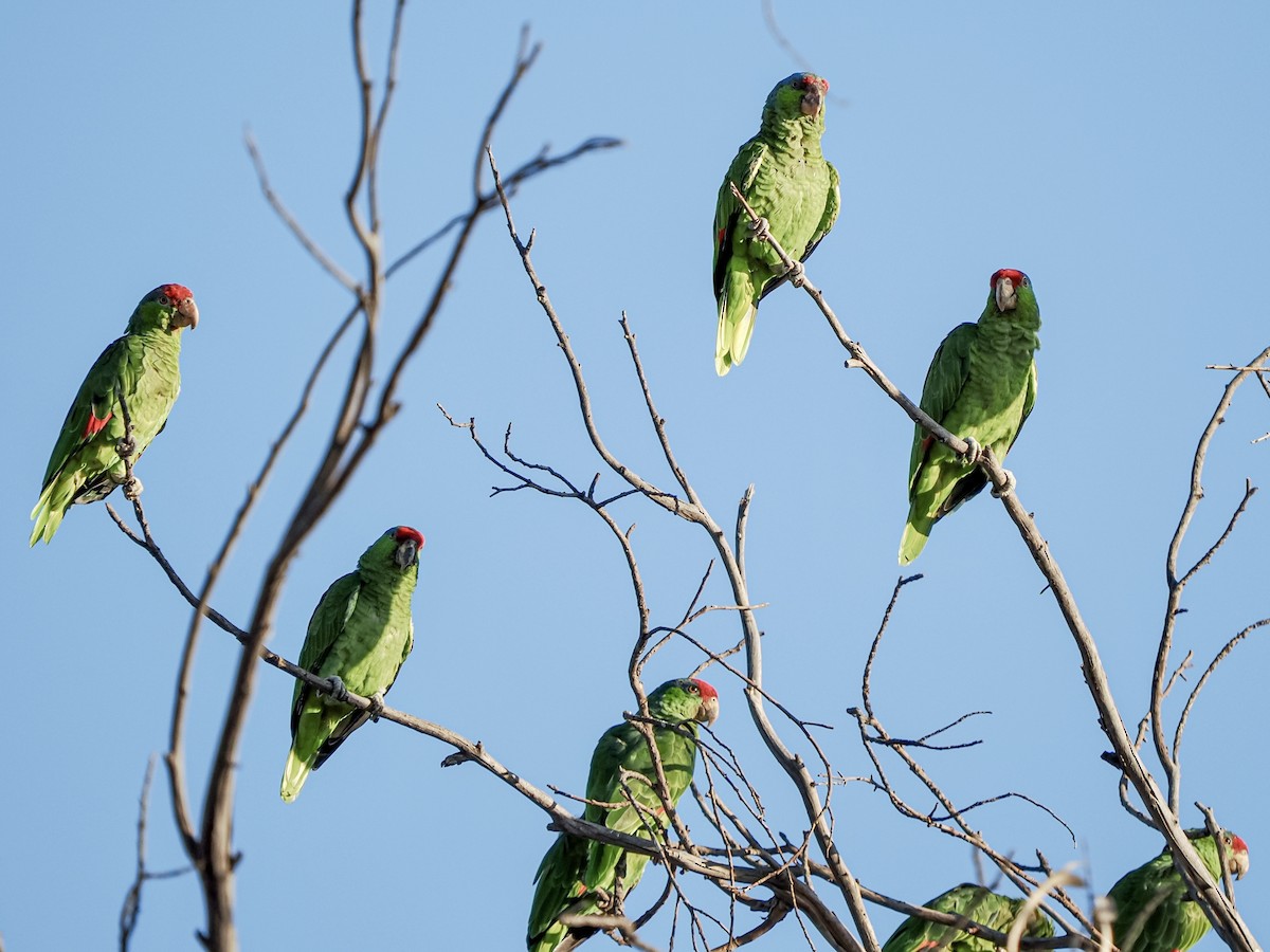 メキシコアカボウシインコ - ML641769601