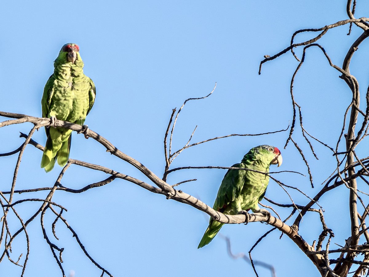 メキシコアカボウシインコ - ML641769602