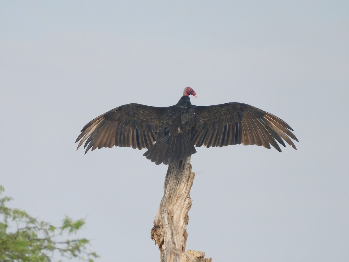 Turkey Vulture - ML641769604