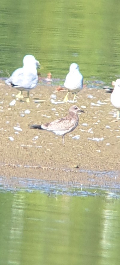Laughing Gull - ML641769628
